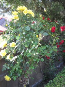 The lovely roses along the driveway
