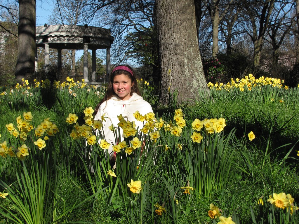 Spring Daffodils in Hagley Park